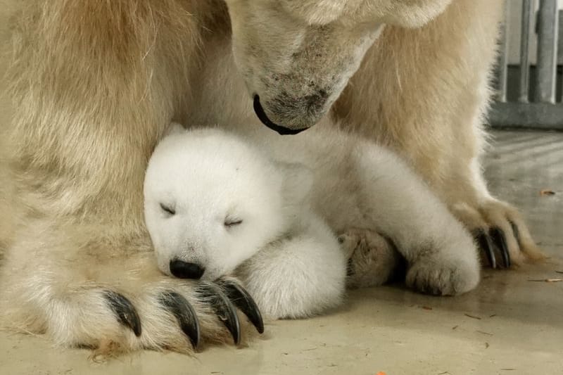 Eisbärenjunges im Tierpark Hagenbeck: Im Dezember hat der Tierpark Nachwuchs bekommen.