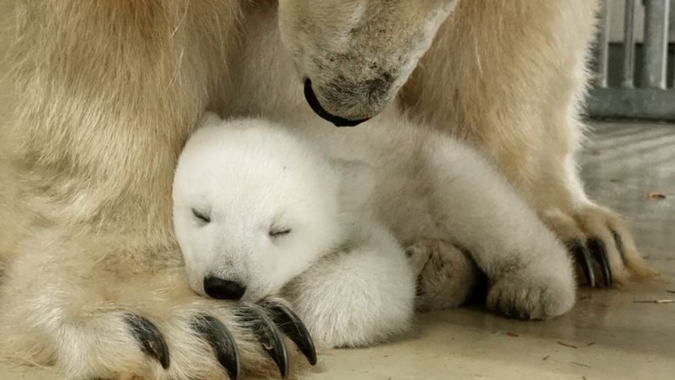 Eisbärenjunges im Tierpark Hagenbeck: Im Dezember hat der Tierpark Nachwuchs bekommen.