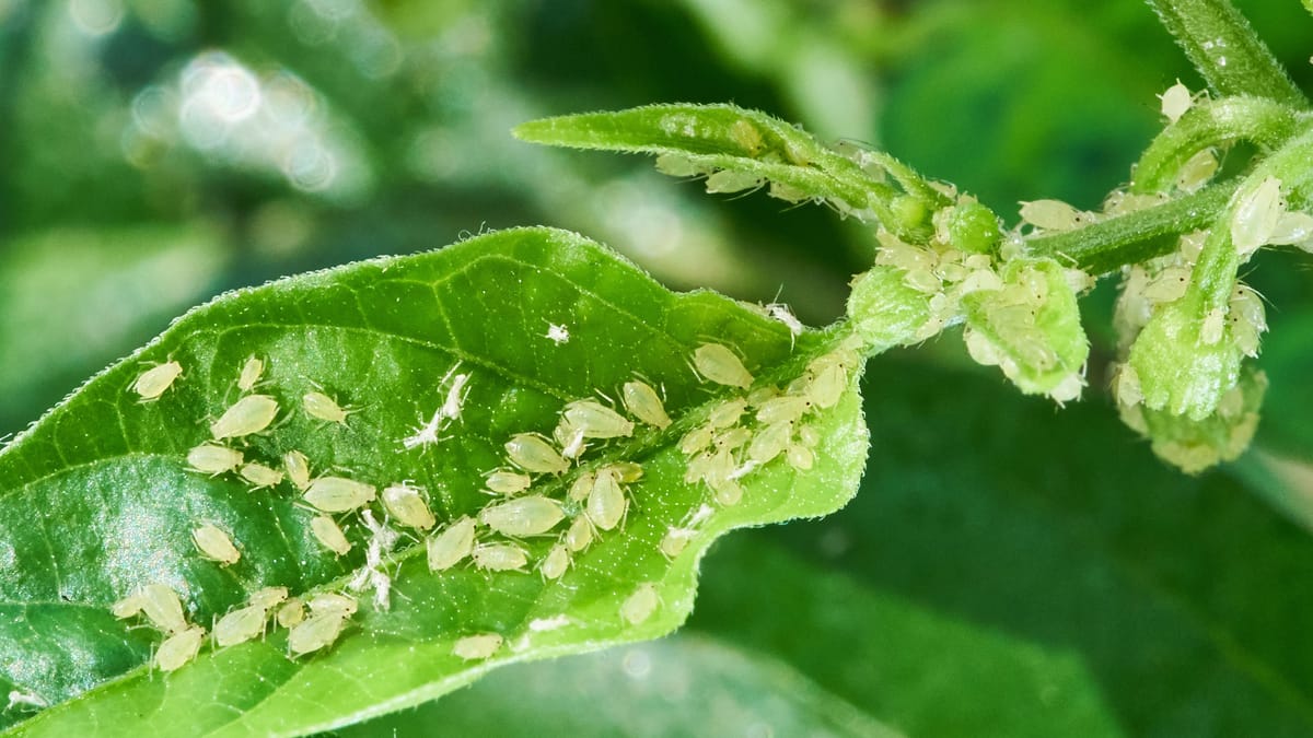 Blattläuse bei Obstbäumen: Was Sie tun können, um die Ernte zu retten