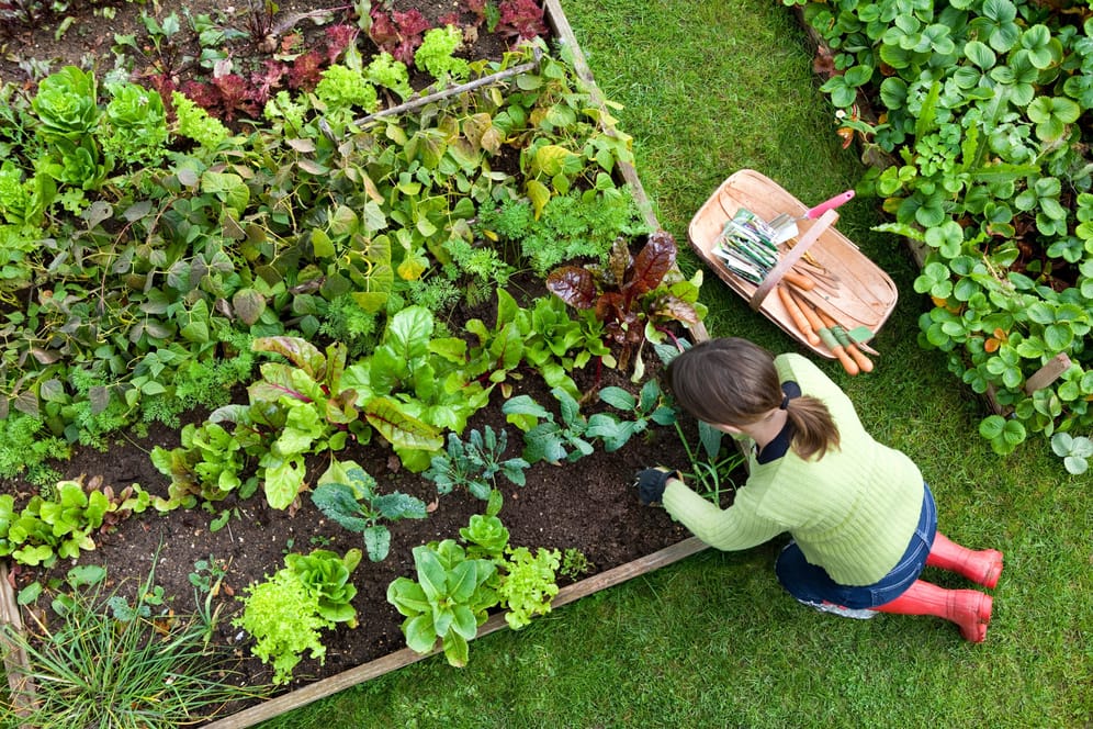 Eine Frau arbeitet an ihrem Gemüsebeet: Wer Permaveggies pflanzt, spart sich einiges an Arbeit.