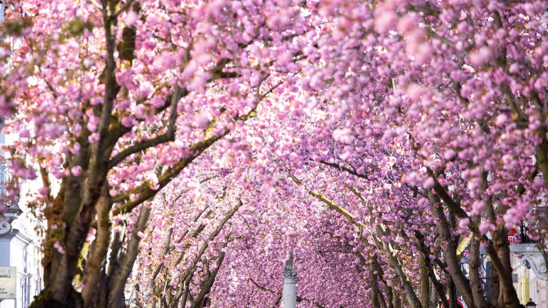 Kirschblüten in der Bonner Altstadt Kirschblüten in der Bonner Altstadt