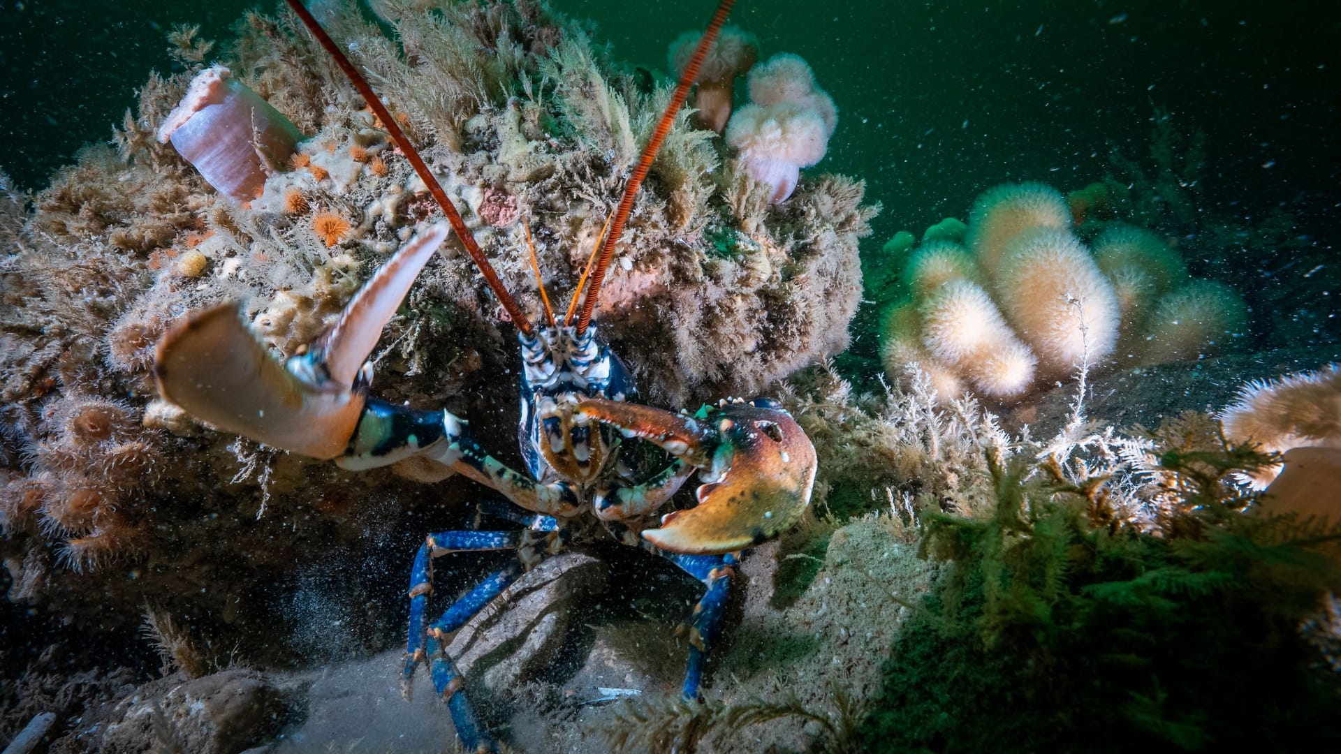 Das Steinriff ist laut Greenpeace Lebensraum zahlreicher bedrohter Tierarten, unter anderem für Hummer.