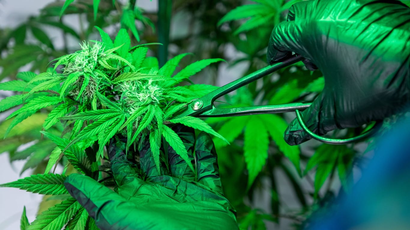 Eine Cannabispflanze unter einer LED-Beleuchtung (Symbolfoto): "Die Legalisierung von Cannabis ist längst überfällig", sagt Lena Kramer, Sprecherin der Grünen Jugend Bremen.