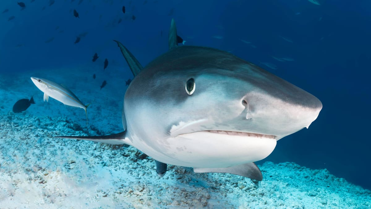 Hai-Attacke auf Hawaii: Rettungsschwimmer muss ins Krankenhaus