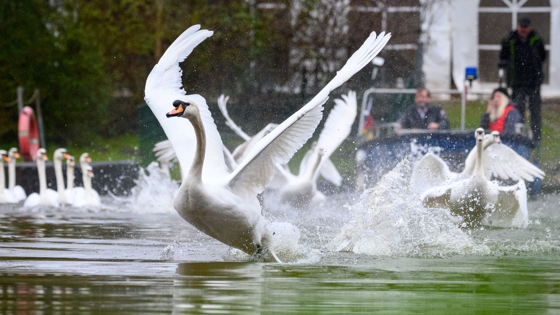 Die Alsterschwäne starten auf dem Eppendorfer Mühlenteich in Richtung Außenalster: Am Dienstag konnten die ersten Tiere das Winterquartier verlassen. Die Alsterschwäne starten auf dem Eppendorfer Mühlenteich in Richtung Außenalster: Am Dienstag konnten die ersten Tiere das Winterquartier verlassen.
