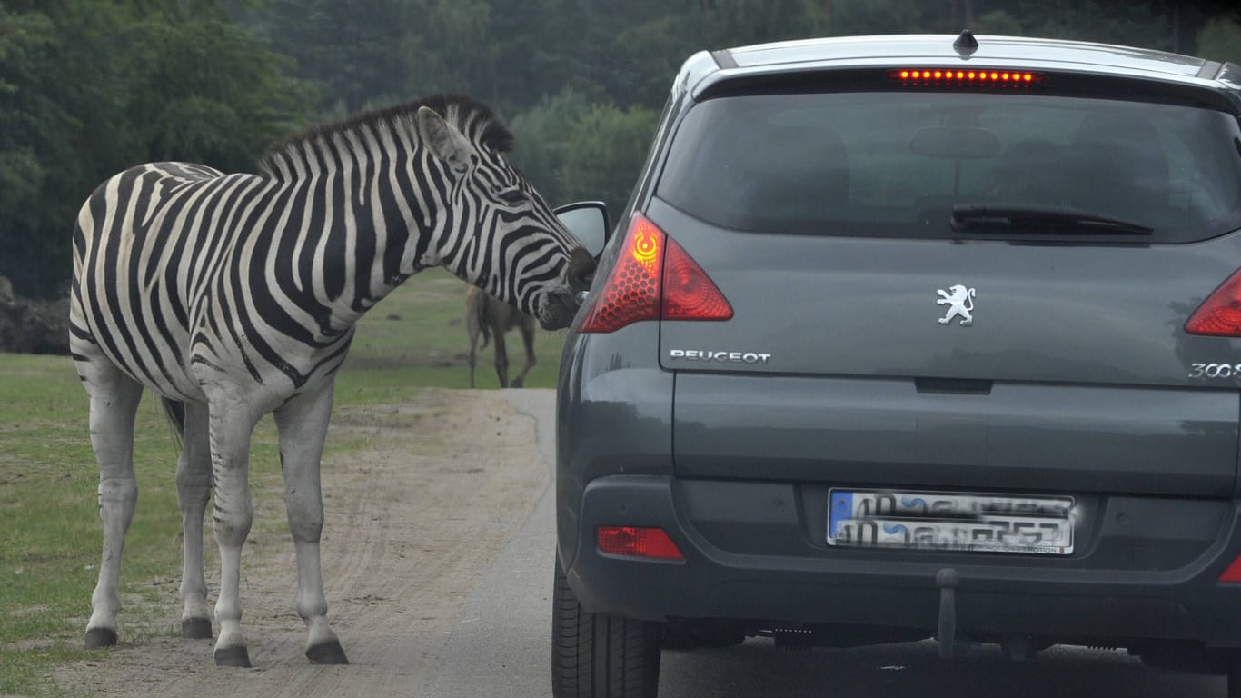 Ein Zebra begrüßt einen Autofahrer im Serengeti Park Hodenhagen (Archivbild).