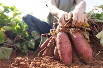 ﻿Süßkartoffeln anbauen: Der korrekte Süßkartoffel-Anbau kann eine reiche Ernte versprechen.