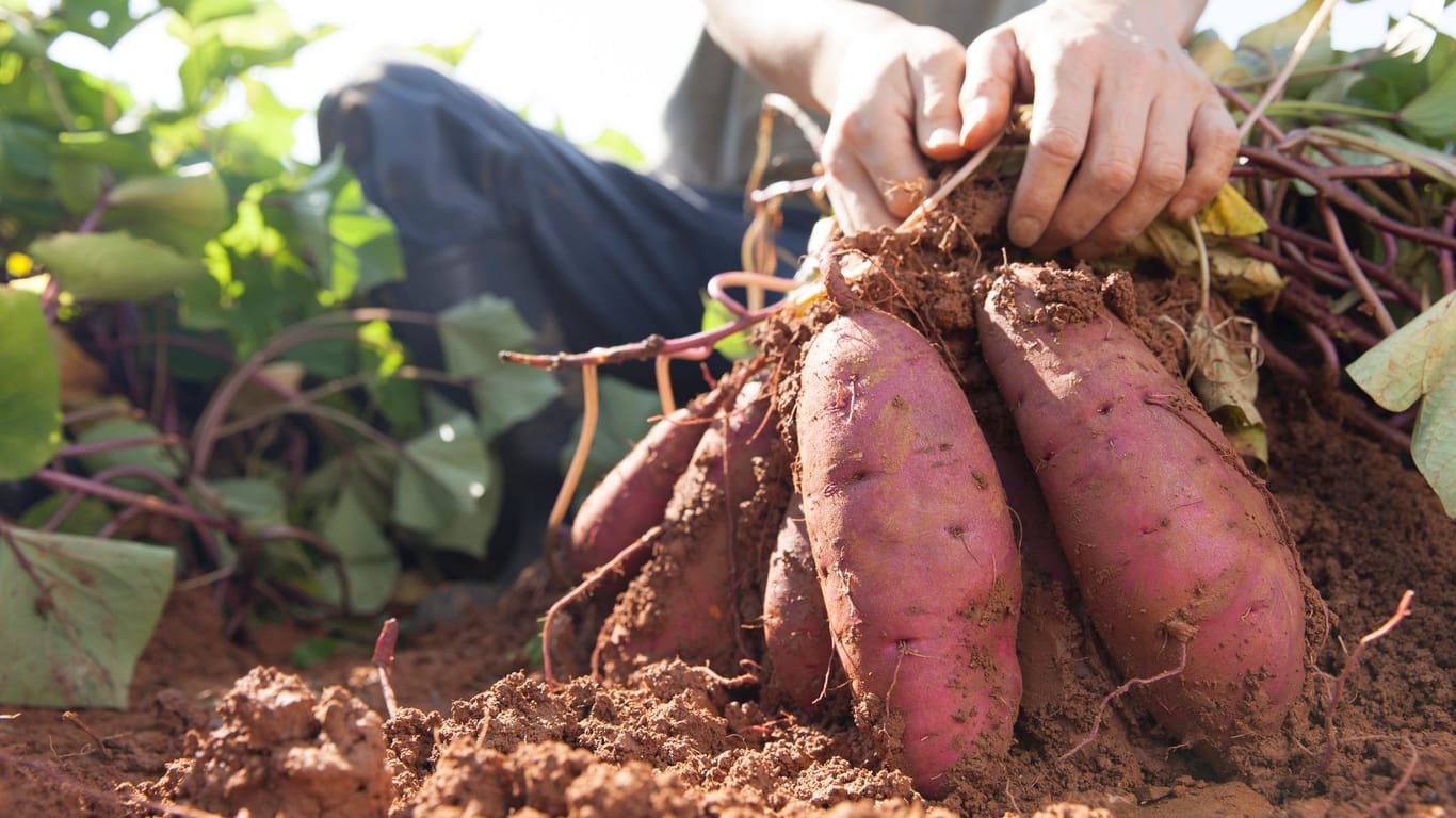 Süßkartoffeln anbauen: Der korrekte Süßkartoffel-Anbau kann eine reiche Ernte versprechen.