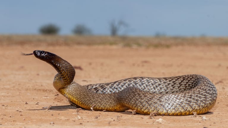 Die gefährlichste Schlange der Welt: der Inlandtaipan.