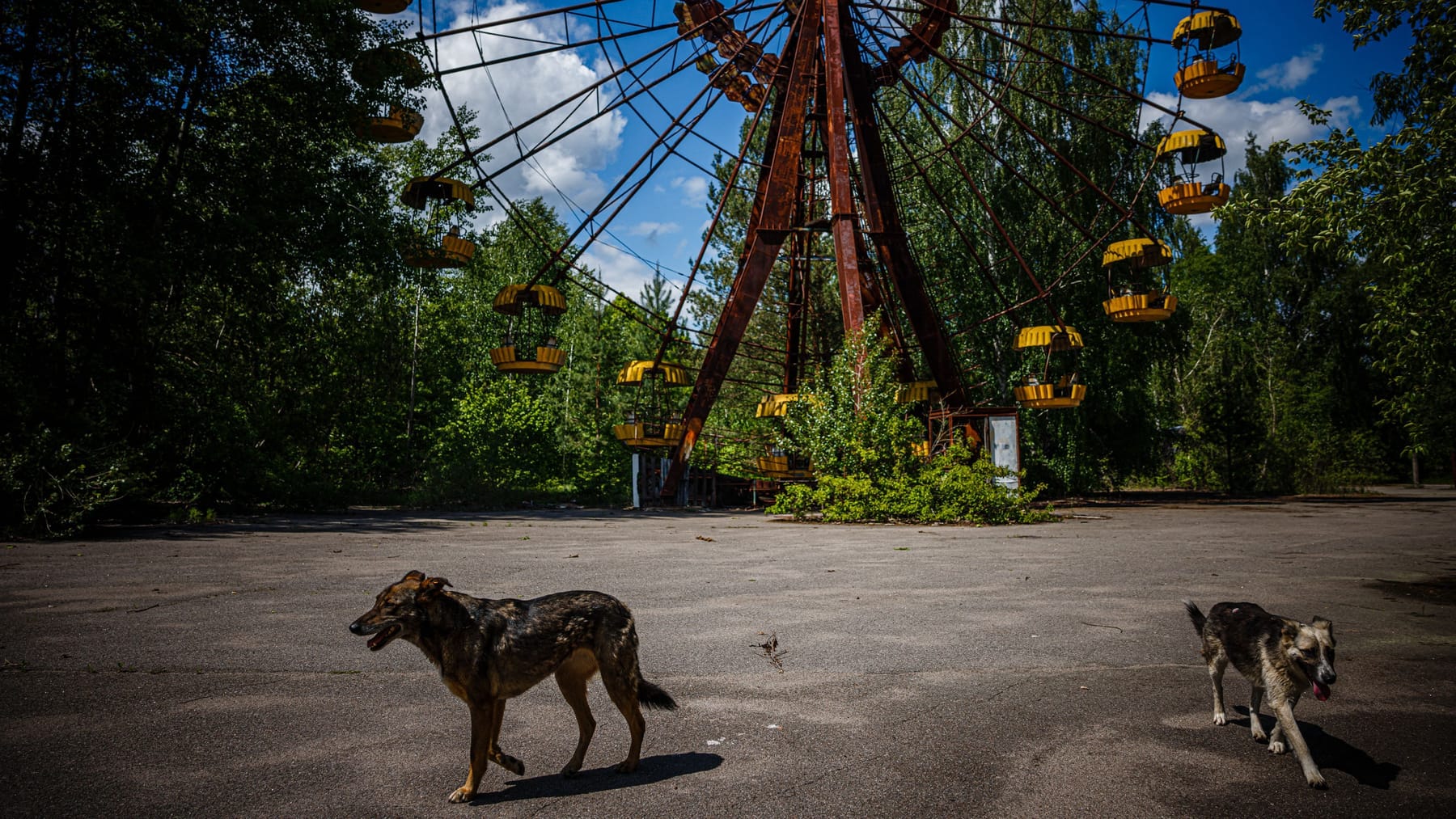Tsjernobyl-honden hebben een uniek genetisch materiaal na de nucleaire ramp