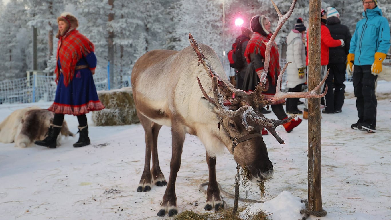 Ein Rentier in Finnland (Symbolbild): Beim Poro-Cup rennen die Tiere um die Wette.