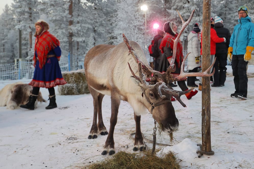 Ein Rentier in Finnland (Symbolbild): Beim Poro-Cup rennen die Tiere um die Wette.
