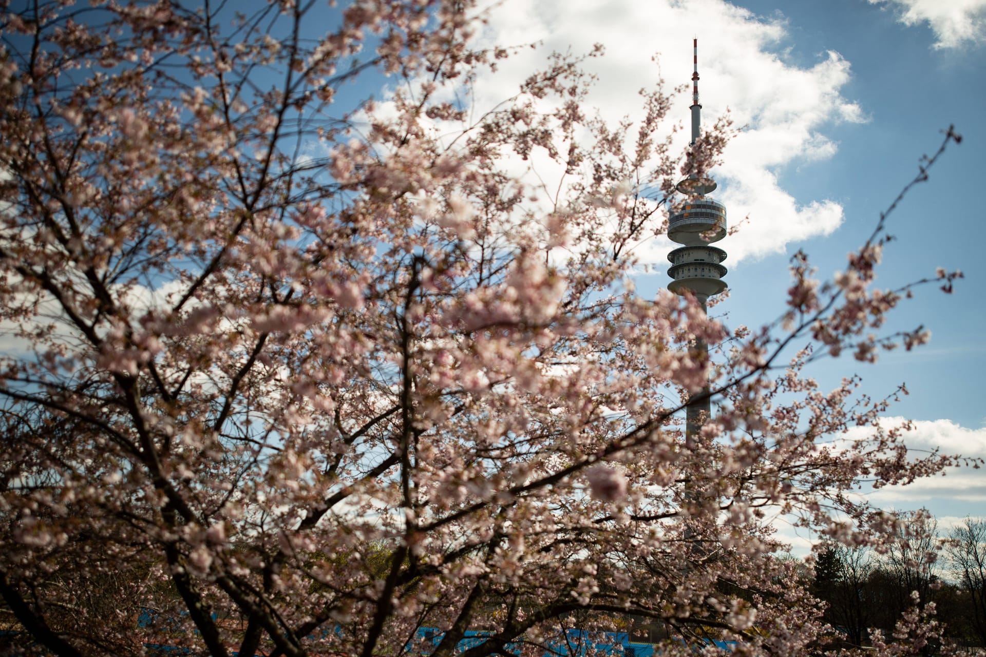 Kirschblüte, Münchner Olympiapark, Wetter, Frühling