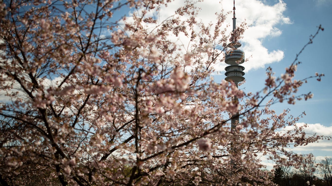 Kirschblüte, Münchner Olympiapark, Wetter, Frühling
