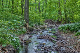 Ein Waldstück in Blankenburg: In dem Gebiet soll ein sogenannter Wolfsmensch leben.