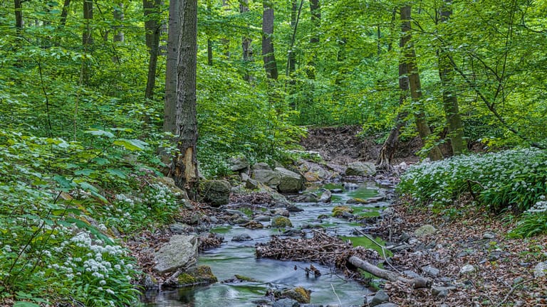 Ein Waldstück in Blankenburg: In dem Gebiet soll ein sogenannter Wolfsmensch leben.