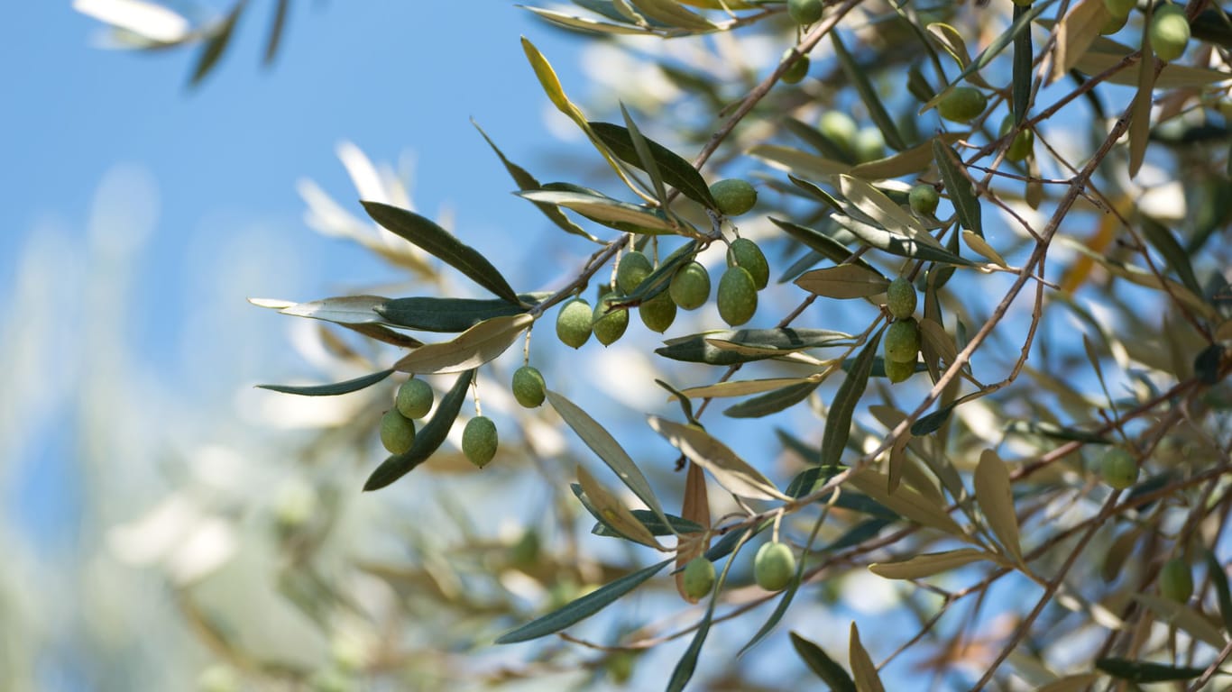 Gelbe Blätter kann darauf hindeuten, dass Sie Ihren Olivenbaum überdüngt haben.