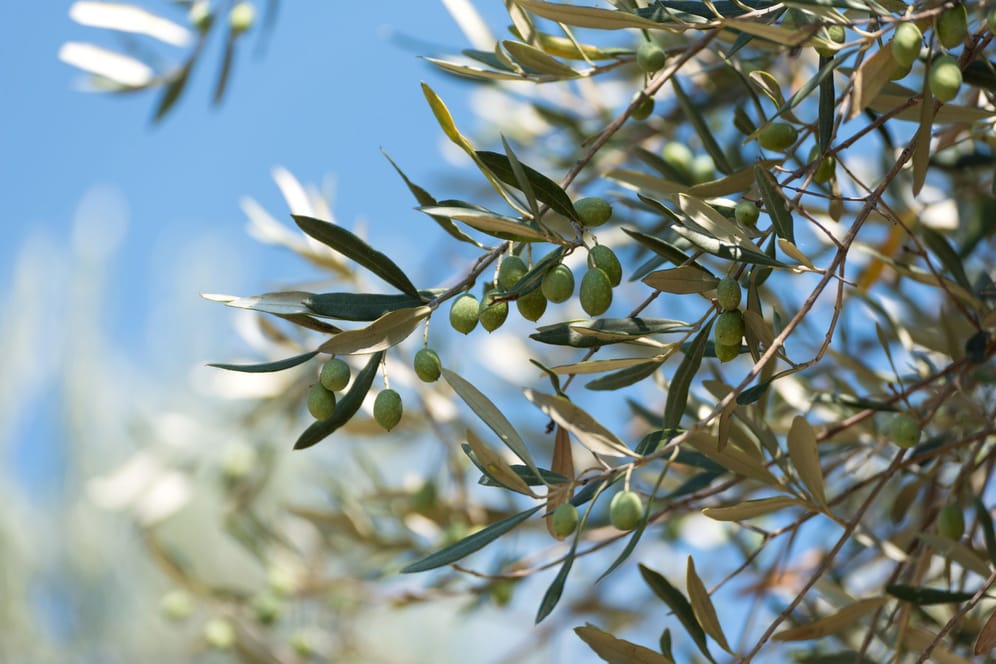 Gelbe Blätter kann darauf hindeuten, dass Sie Ihren Olivenbaum überdüngt haben.
