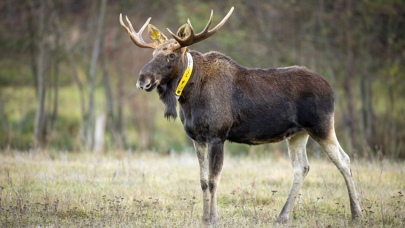 Elch steht auf einer Wiese: In ganz Brandenburg sind Elche in den vergangenen Jahren gesichtet worden.