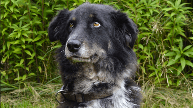 Rüde "Buddy": Konsequente Erziehung sei alles, sagt Sprecherin Gaby Schwab.