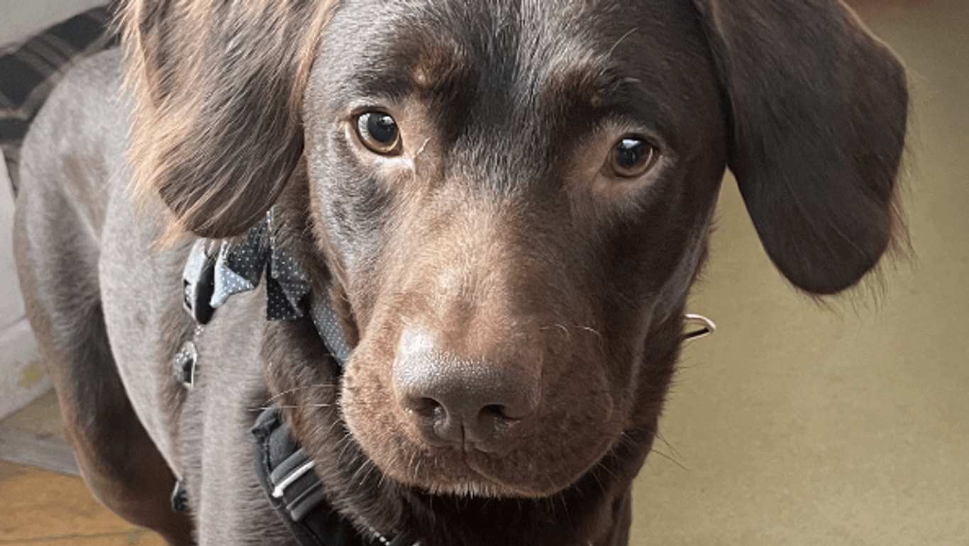 Coco: Der alkoholkranke Hund konnte von Tierschützern gerettet werden.
