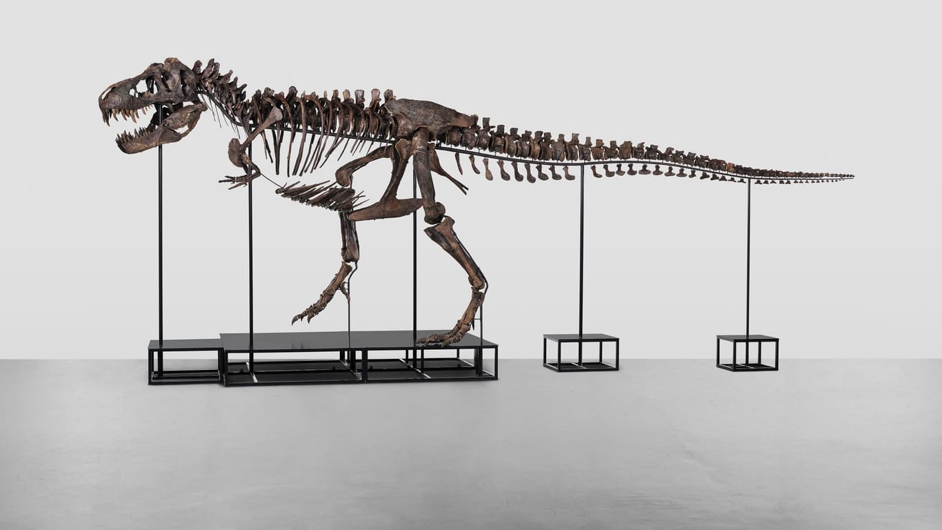 Das Dinosaurier-Skelett misst 11,6 mal 3,9 Meter.