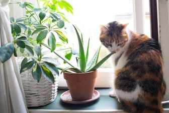 Ungiftige Pflanzen für Katzen: Aloe vera gehört zu den Pflanzen, die besonders giftig für Ihren Vierbeiner sind.