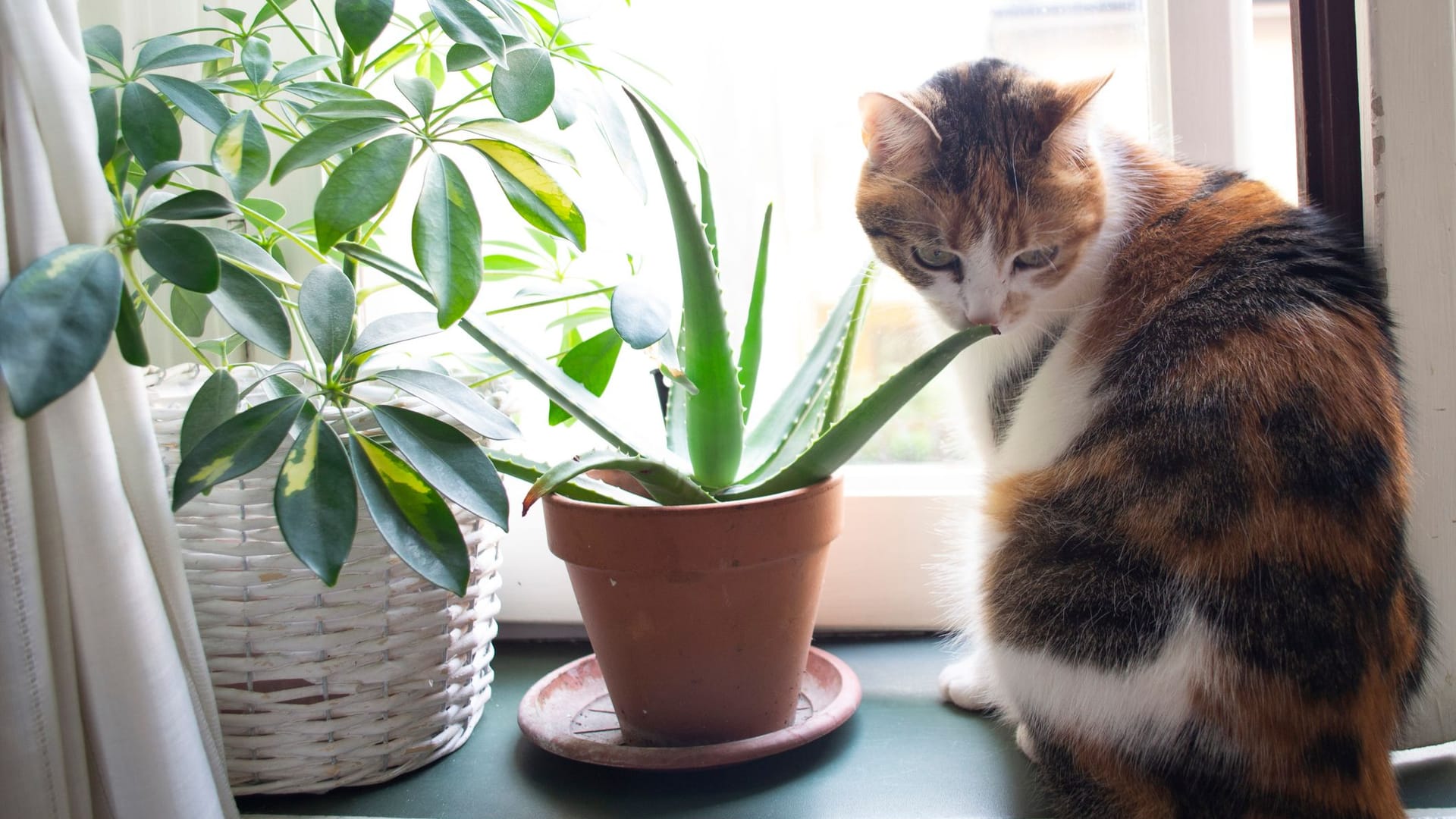 Ungiftige Pflanzen für Katzen: Aloe vera gehört zu den Pflanzen, die besonders giftig für Ihren Vierbeiner sind.