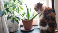 Ungiftige Pflanzen für Katzen: Zimmer- und Balkonpflanzen
