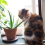 Ungiftige Pflanzen für Katzen: Zimmer- und Balkonpflanzen
