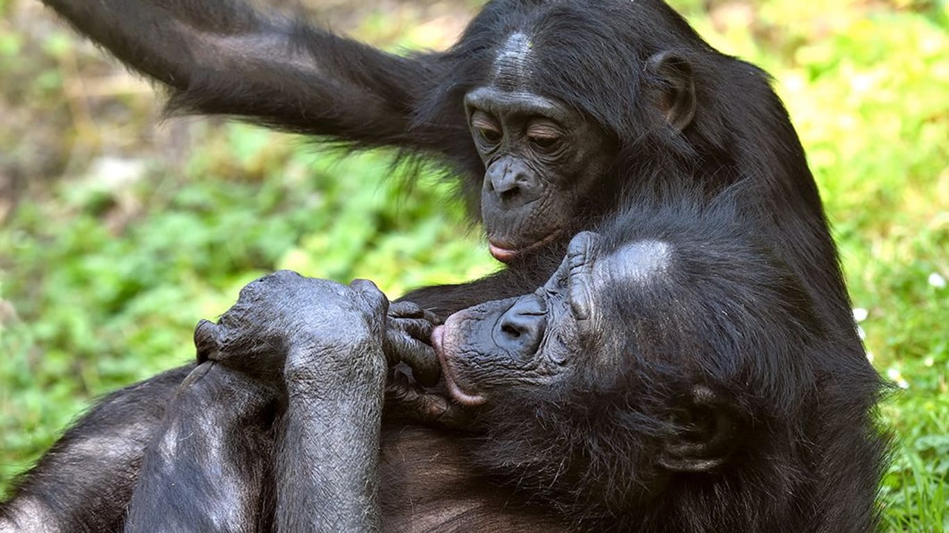 Zwei Bonobos liebkosen sich im Kölner Zoo (Archivbild): Bei vielen Tieren spielen gerade die Hormone verrückt.