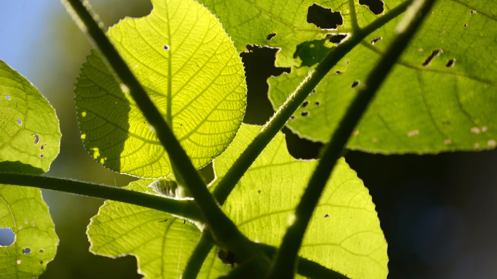 Blätter des Riesenstachelbaums Dendrocnide excelsa, auch australischer Nesselbaum oder Gympie-Gympie genannt: Eine Australierin hat sich bei Kontakt mit der Pflanze schwer verletzt.