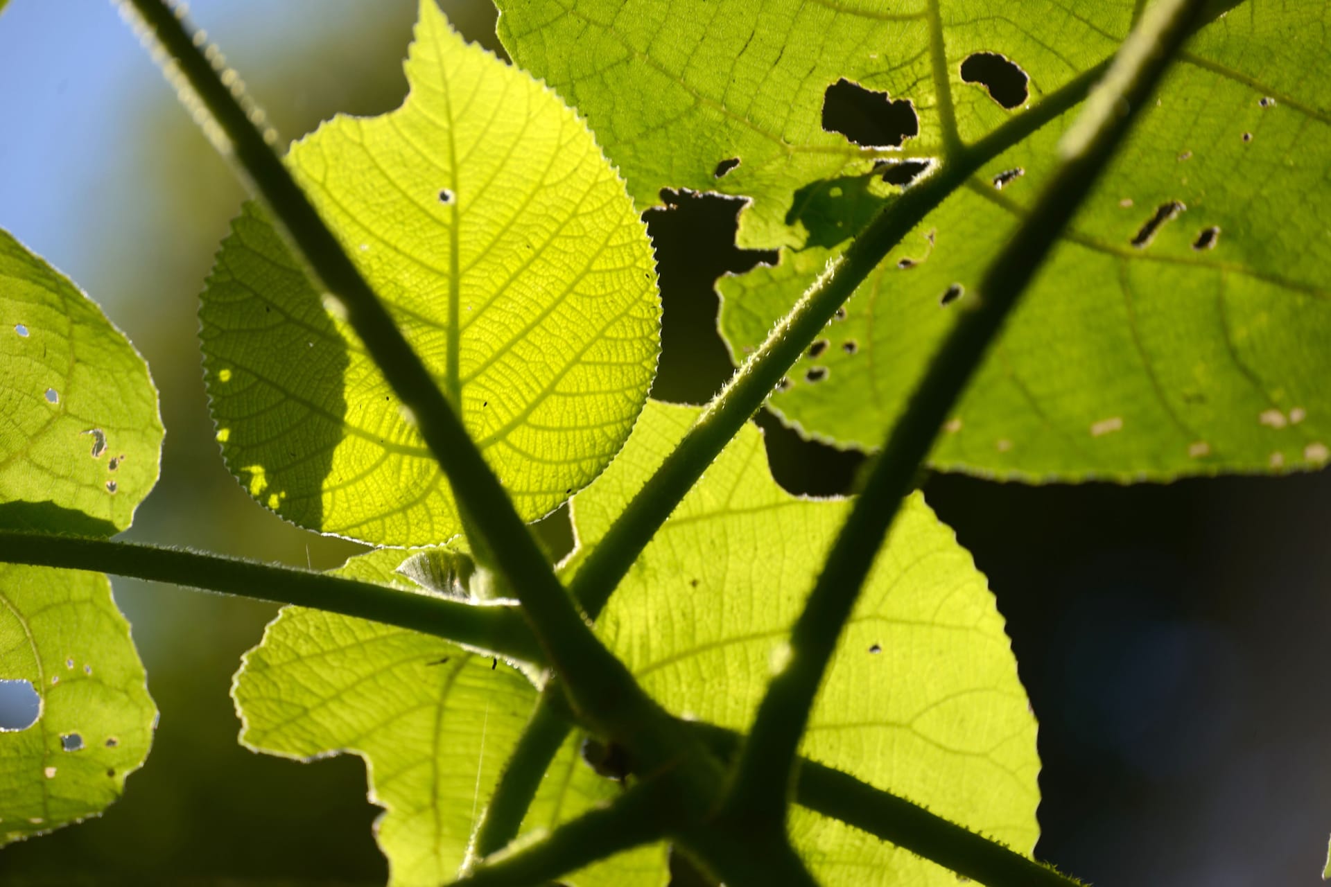 Blätter des Riesenstachelbaums Dendrocnide excelsa, auch australischer Nesselbaum oder Gympie-Gympie genannt: Eine Australierin hat sich bei Kontakt mit der Pflanze schwer verletzt.