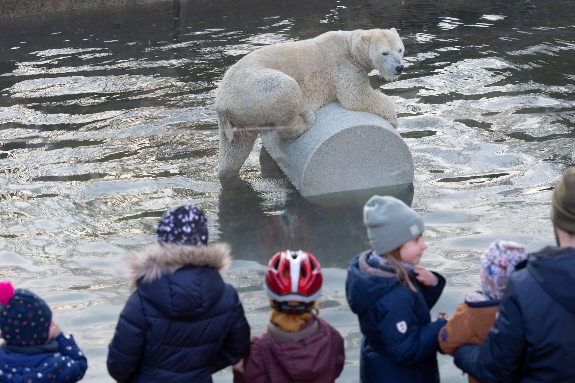 Ein Eisbär zeigt in seinem Gehege im Zoo Berlin den zahlreichen jungen Besuchern seine Beweglichkeit. Steht das Wohlergehen des Tiers oder das Interesse der Zoobesucher im Vordergrund?