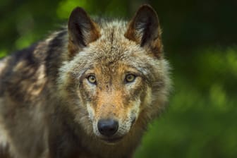 Ein Wolf: Die Bayerische Staatsregierung hat ihm und dem Fischotter den Kampf angesagt.