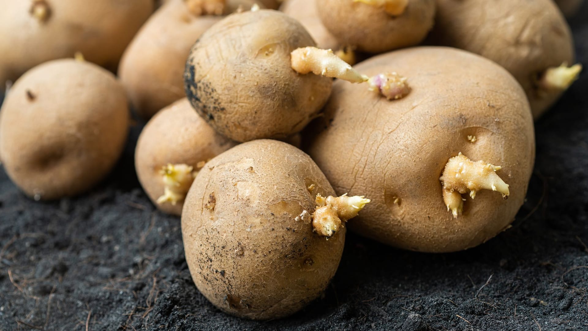 Am besten eigenen sich Pflanz- oder Biokartoffeln, diese können richtig keimen.