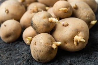 Am besten eigenen sich Pflanz- oder Biokartoffeln, diese können richtig keimen.