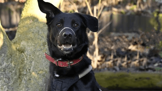 Der Labrador-Mix "Lucky" neige zu "Übersprungshandlungen". Wichtig sei für ihn Ruhe.