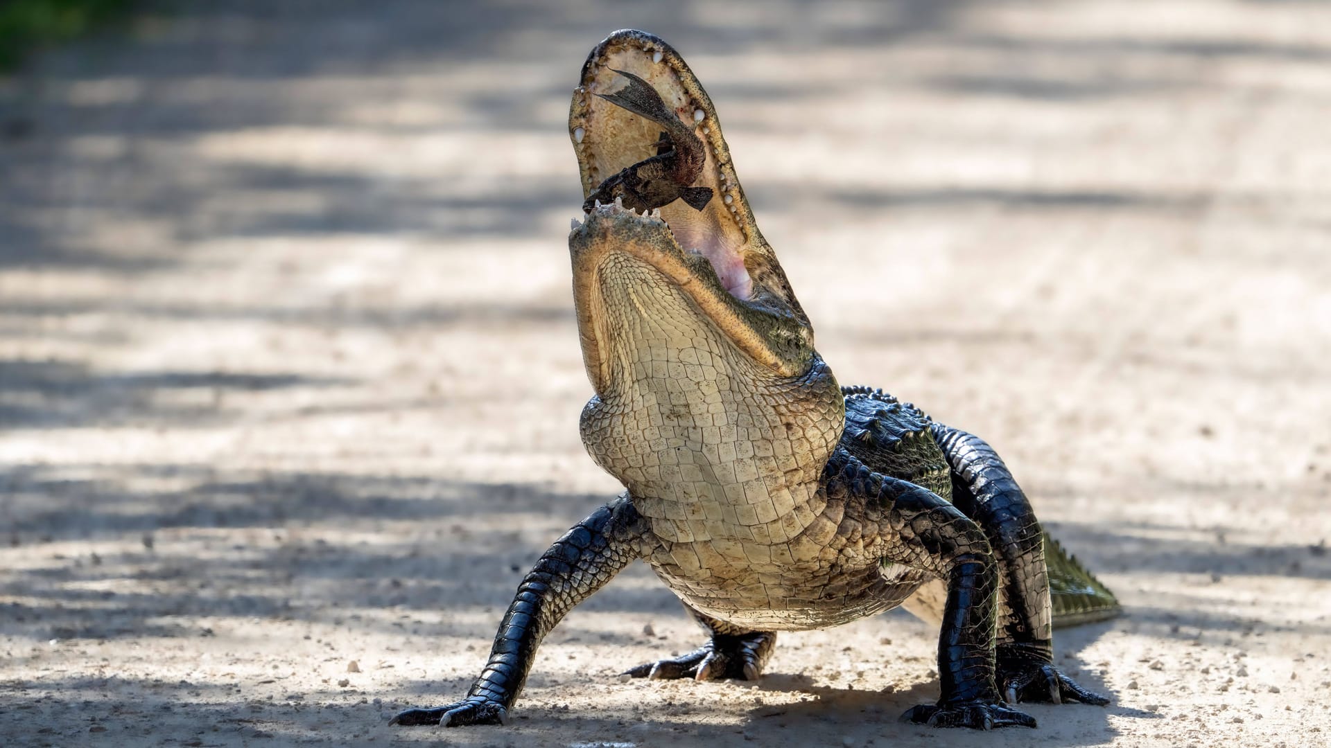 Alligator in einem Nationalpark in Florida (Symbolbild): Die Tiere sind in dem US-Staat weit verbreitet.