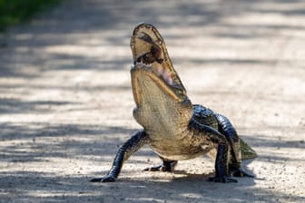Alligator in einem Nationalpark in Florida (Symbolbild): Die Tiere sind in dem US-Staat weit verbreitet.