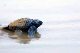 Im Mittelmeerraum kommen immer häufiger Karettschildkröten vor