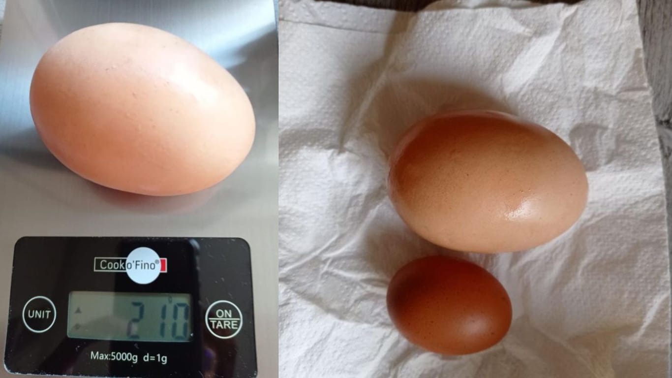 Das wohl größte Ei Deutschlands: Kurz vor Ostern legte es ein Huhn aus Bayern.