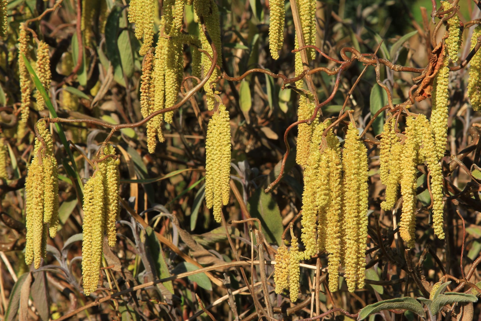 Boten des Frühlings: Mit der Haselblüte im März setzt für viele Allergikerinnen und Allergiker auch die Pollensaison ein.