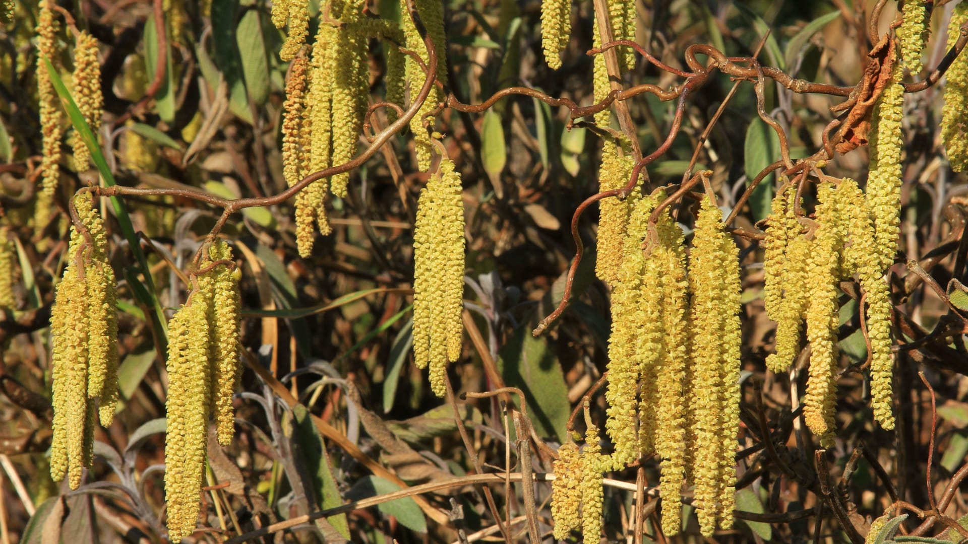 Boten des Frühlings: Mit der Haselblüte im März setzt für viele Allergikerinnen und Allergiker auch die Pollensaison ein.