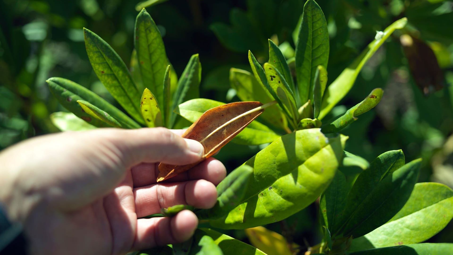 Krankheiten am Rhododendron sind oftmals an Blattverfärbungen erkennbar.