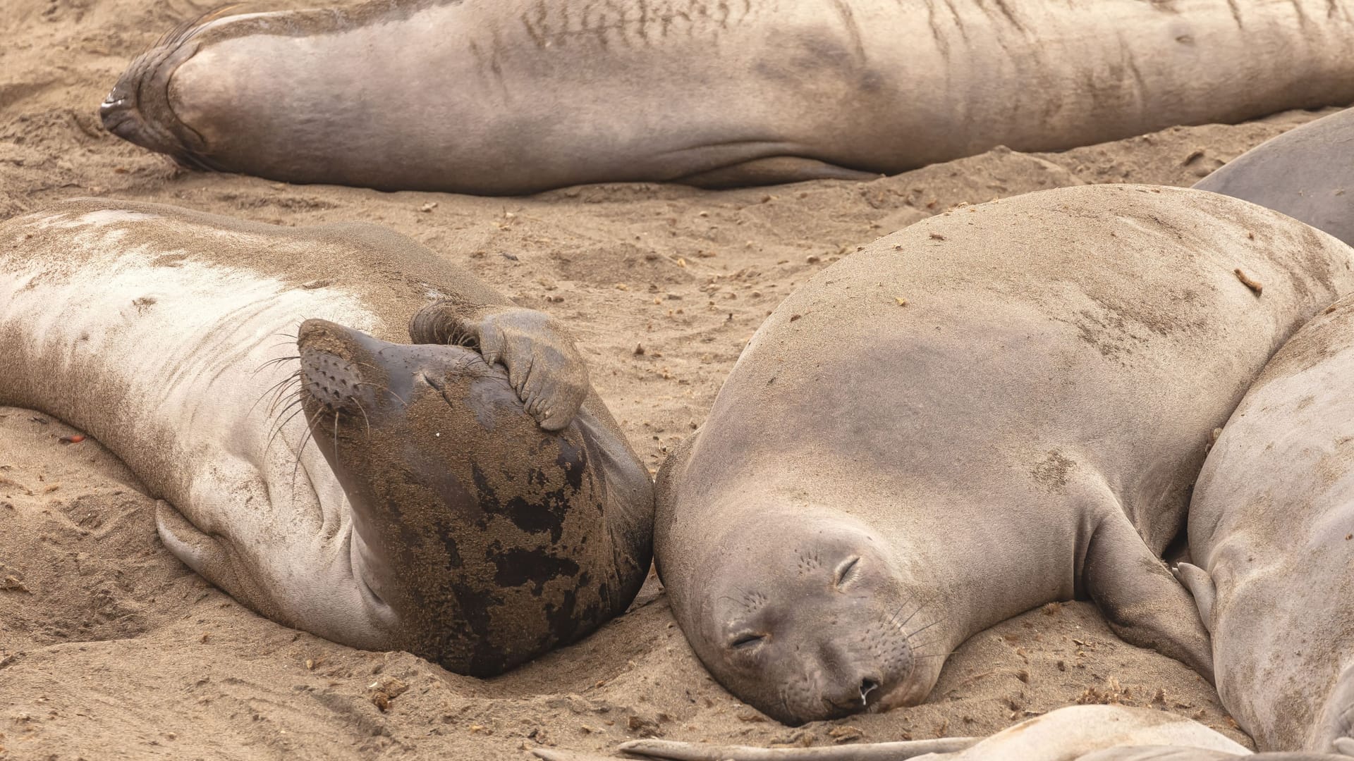 Eine Gruppe Nördliche See-Elefanten ruht sich am Strand aus: Echten, energiespendenden Schlaf holen sich die Tiere aber an einem anderen Ort.