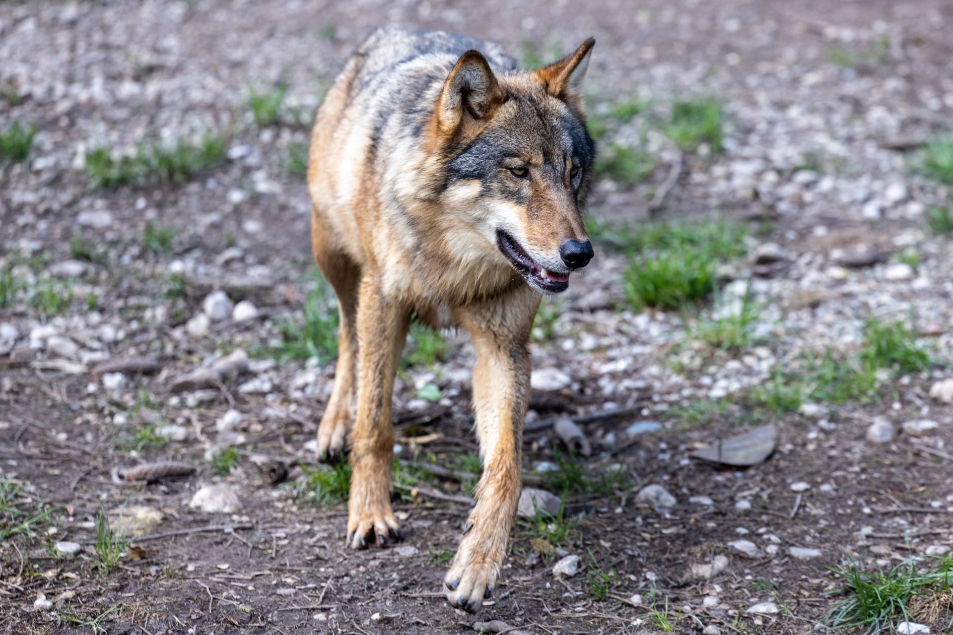 Wolf (Symbolbild): Das nun abgeschossene Tier war wohl noch ein Jungwolf.