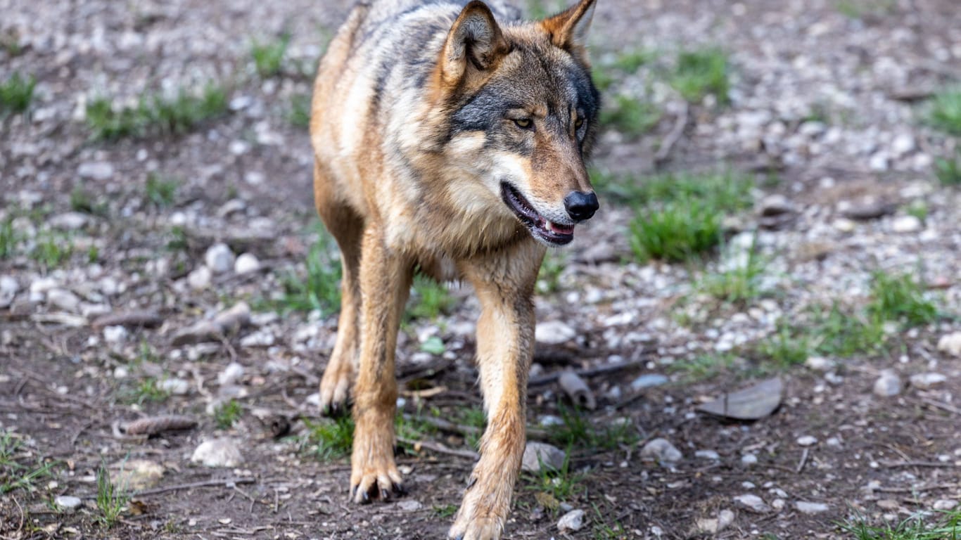 Wolf (Symbolbild): Das nun abgeschossene Tier war wohl noch ein Jungwolf.