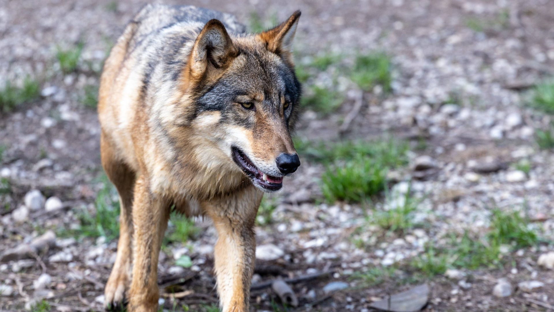 Wolf (Symbolbild): Das nun abgeschossene Tier war wohl noch ein Jungwolf.