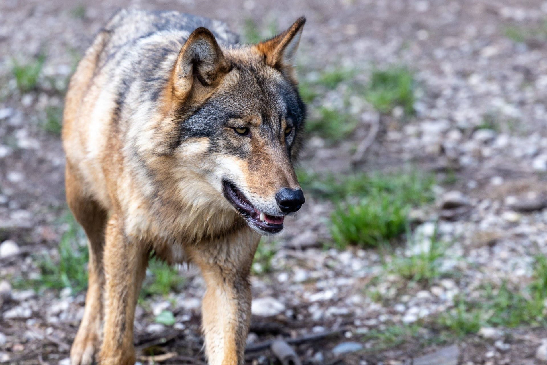 Wolf (Symbolbild): Das nun abgeschossene Tier war wohl noch ein Jungwolf.